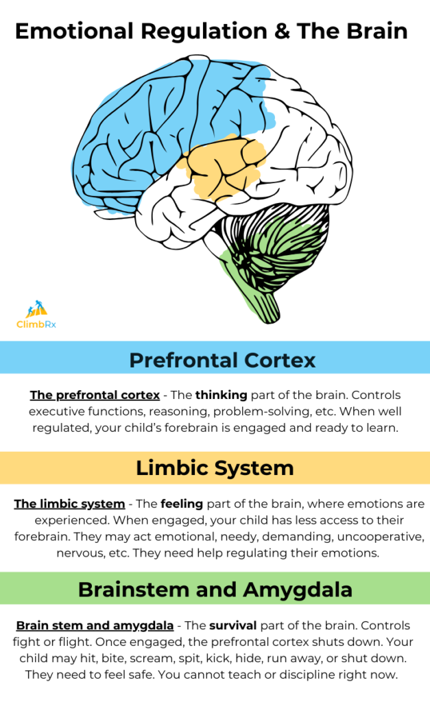 Emotional Regulation and The Brain