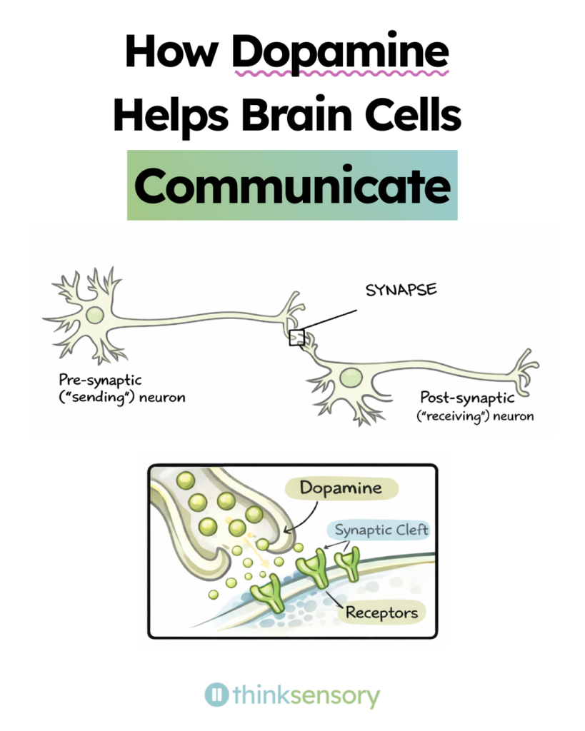 "Infographic titled 'How Dopamine Helps Brain Cells Communicate' from Think Sensory. The graphic contains two scientific illustrations. The first illustration shows two neurons connected by a synapse. The neuron on the left is labeled Pre-synaptic, or sending, neuron. The neuron on the right is labeled Post-synaptic, or receiving, neuron. The point of connection between them is labeled Synapse. The second illustration is a close-up diagram of the synapse, showing the internal process of dopamine transmission. On the left side, the pre-synaptic neuron contains large green circular structures representing dopamine molecules being released. The gap between the two neurons is labeled Synaptic Cleft. On the right side, the post-synaptic neuron surface shows Y-shaped structures labeled Receptors, which receive the dopamine molecules as they cross the synaptic cleft. The Think Sensory logo appears at the bottom of the graphic."